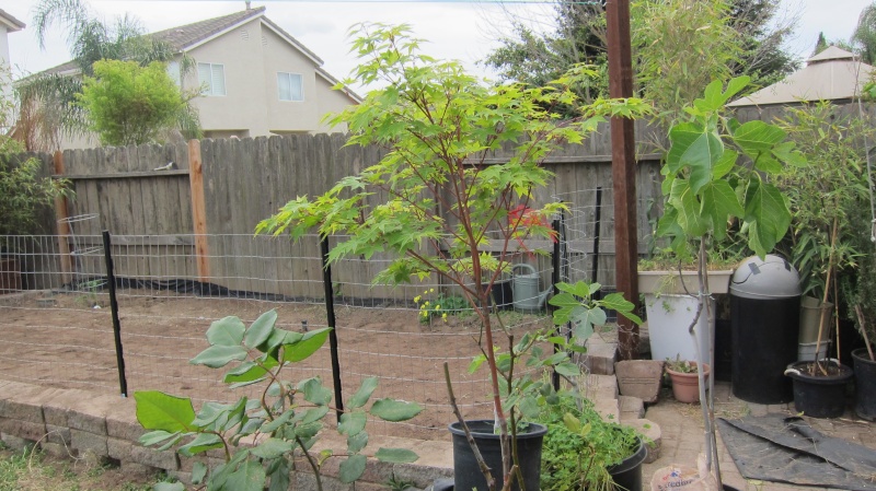 Leo's first garden Img_3612