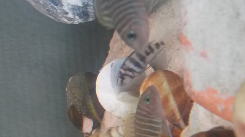 Mon 200L Tanganyika - Page 3 20150816