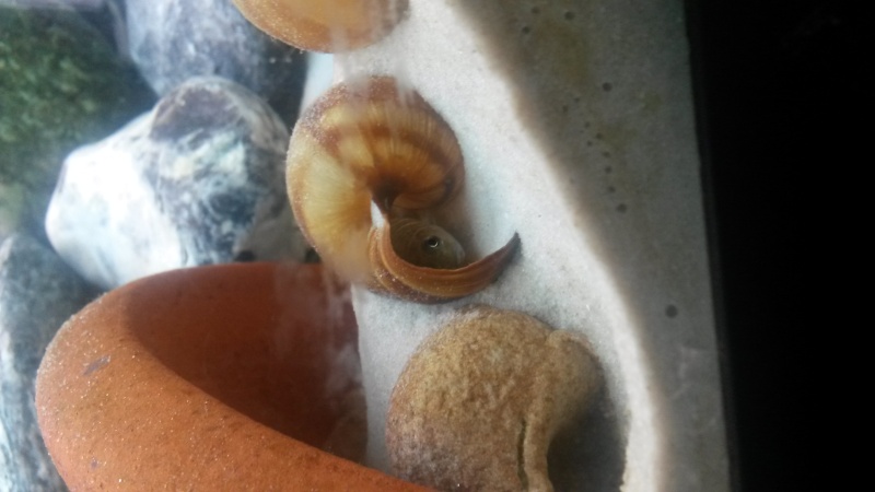 Mon 200L Tanganyika - Page 3 20150817