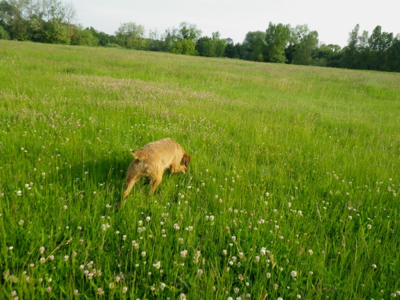 Choisir un chien à adopter en refuge - Page 3 Bucky_13