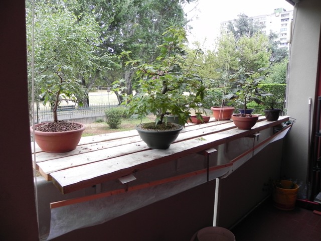 Dove coltiviamo i nostri bonsai - Pagina 24 24-07-16