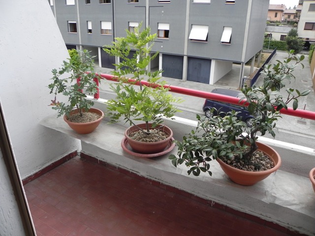 Dove coltiviamo i nostri bonsai - Pagina 24 24-07-19