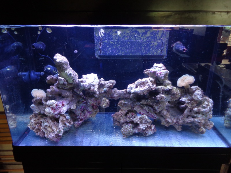 Mon premier aquarium eau de mer : RSM250 Dsc01110