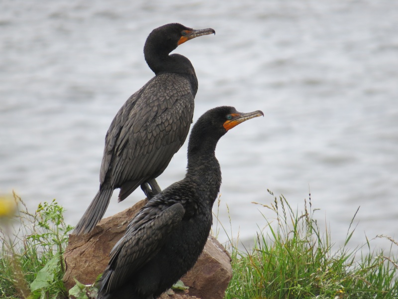 Cormorans à aigrettes Img_2416