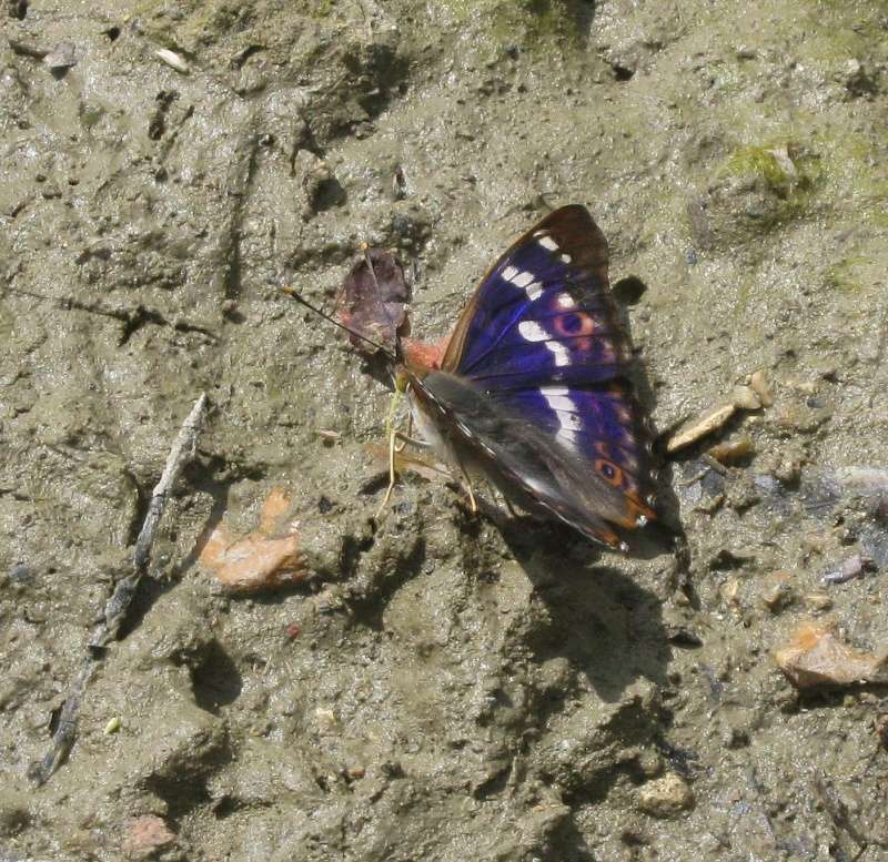 Apatura en forêt de Meudon - Saison 3 Img_0811