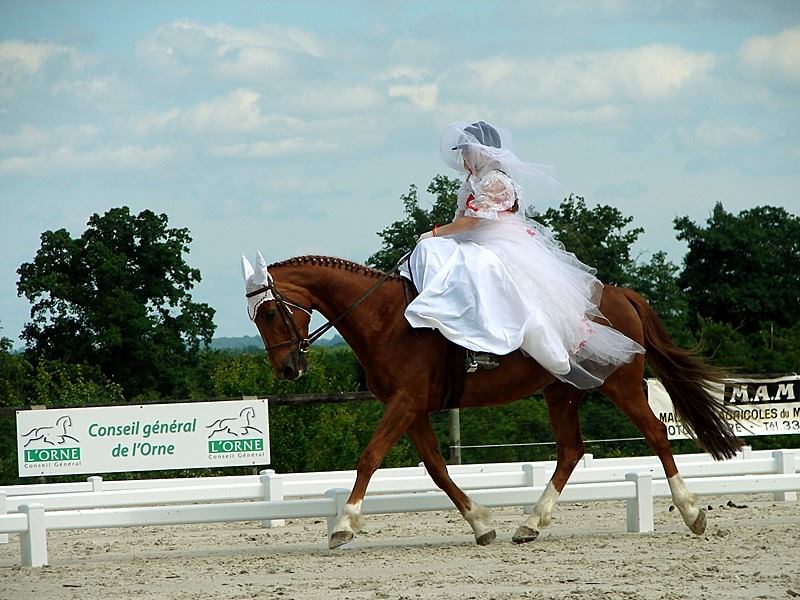 Europ'Amazone 2015 au Haras du Pin !  Jeanne10