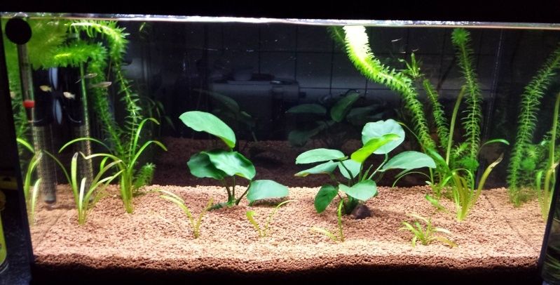 60L Guppy Endler  Publiy10