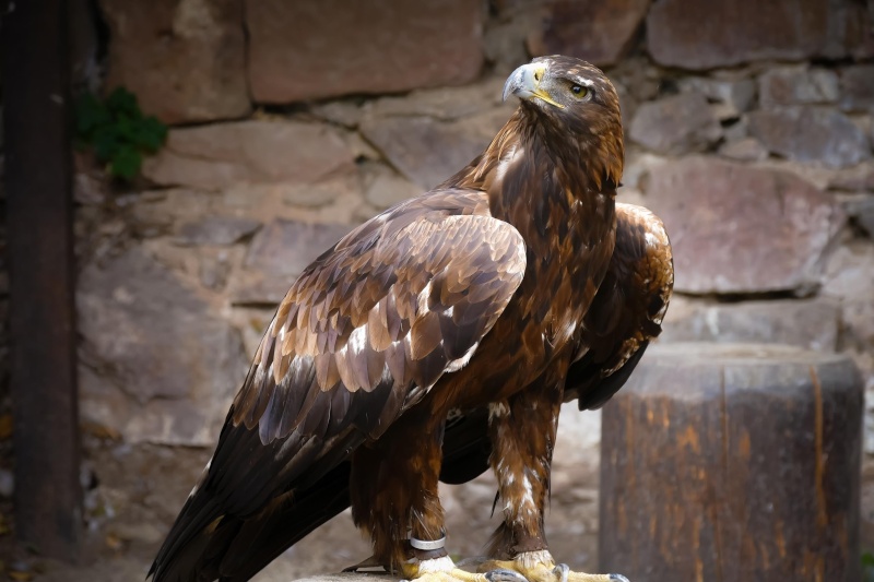 Des aigles en Alsace P1010016