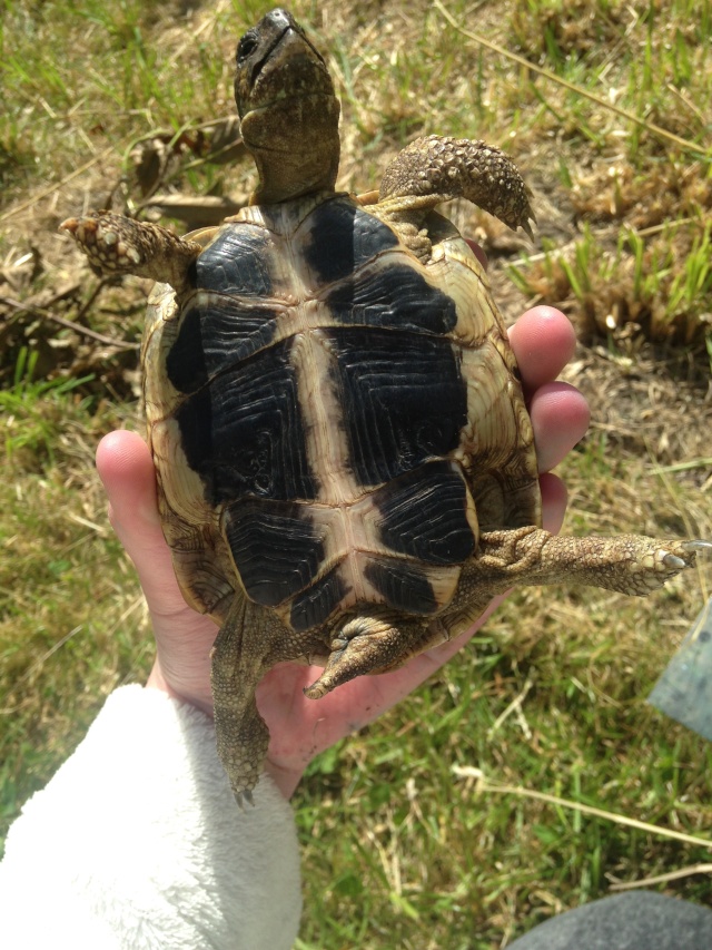 à quelle espèce appartiennent mes 2 tortues de 10 ans  Img_6115