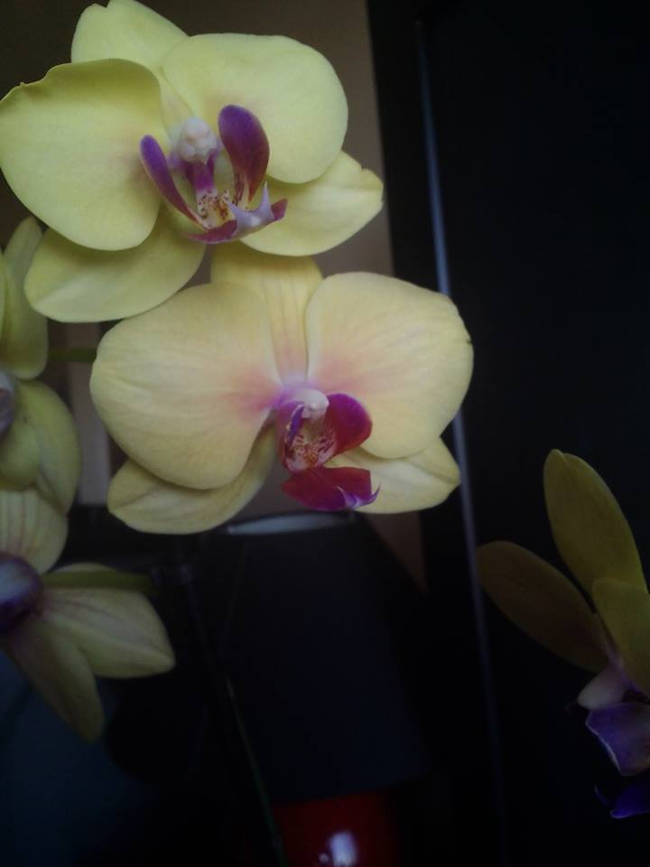 Nouvelle venue à la maison (Phalaenopsis) 10172810