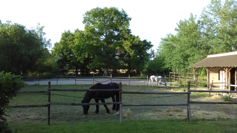 (Dept 77) Black Billy Wolf, Paint Horse PP , sauvé par Catherine (Mars 2013) - Page 2 Img_2024