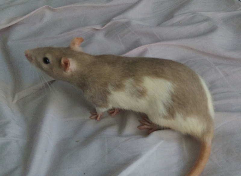 rats apprivoisés 3 femelles et 1 mâle Img_2014
