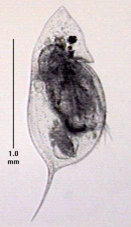 Daphnia sp. Image53