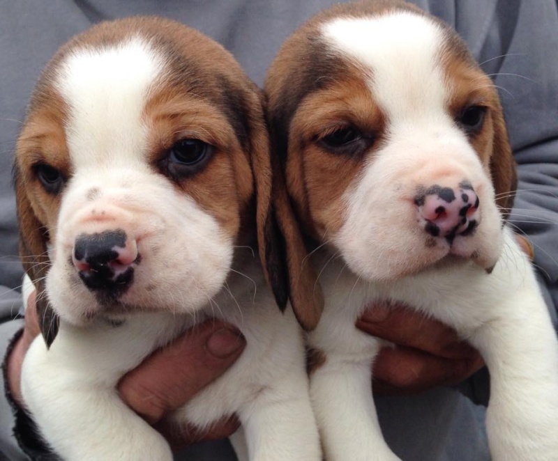 les beagles Beagle10