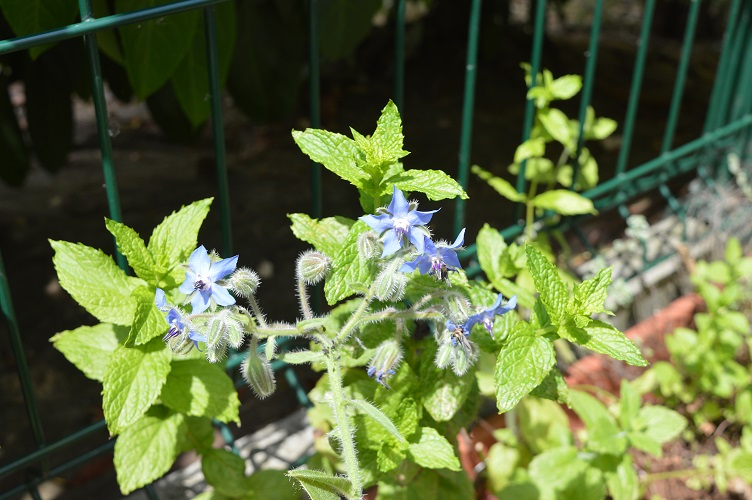 Chérie?! On mange quoi...Cet été? Menthe10