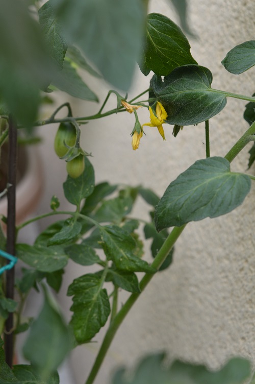 Chérie?! On mange quoi...Cet été? Tomate12