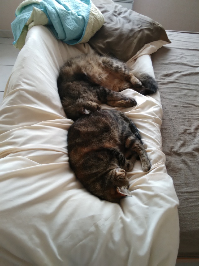 MAÏA - Tabby née en 04/2012 2810