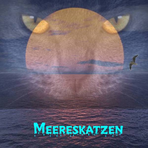 Meereskatzen Header10