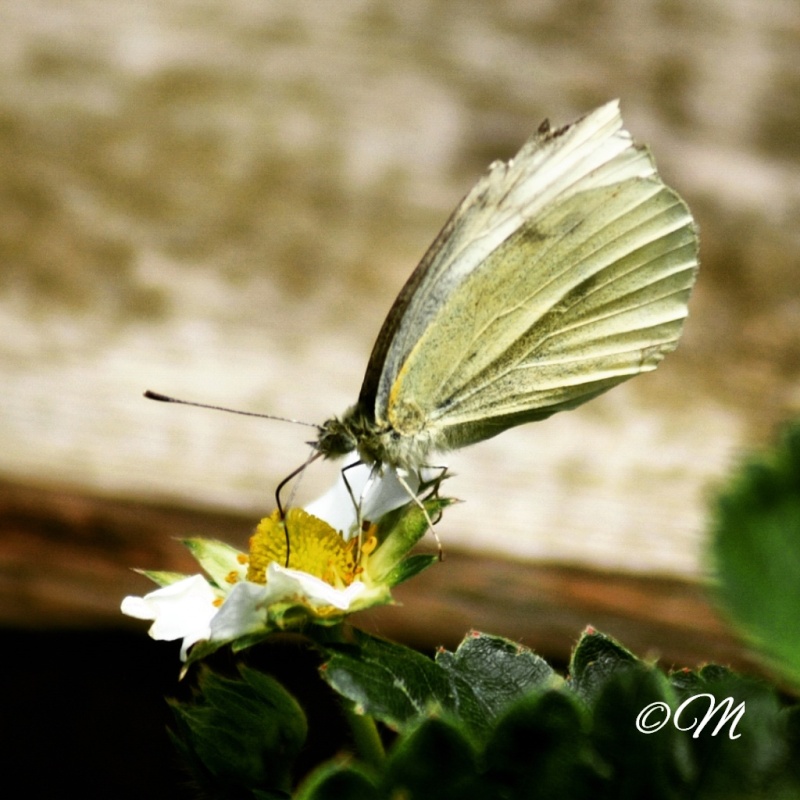 Photographie♥ [papuche_marion] Img_2012