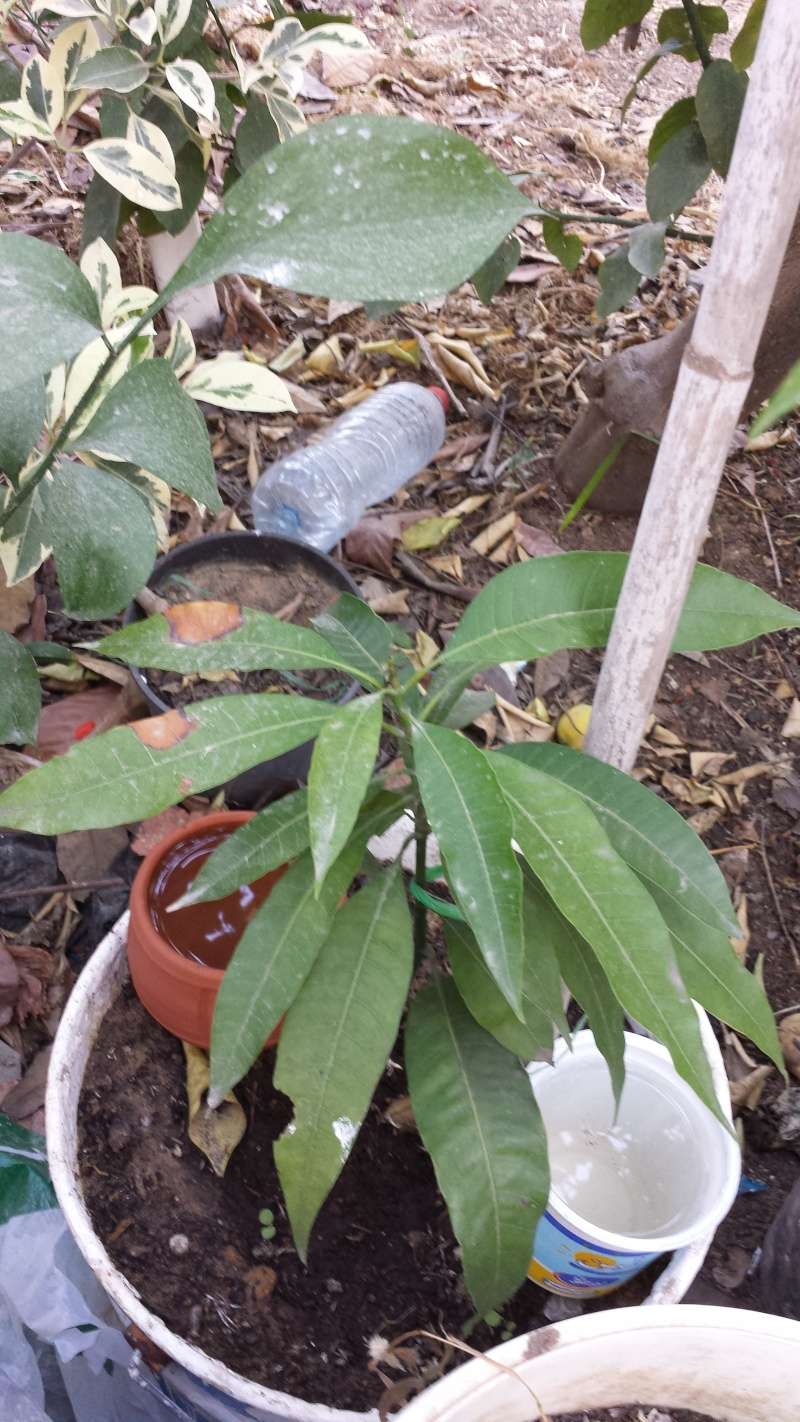 Plantation de manguier? feuilles fanée ? 20150613