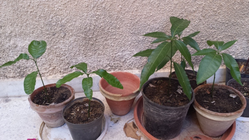 Mangue 20150710