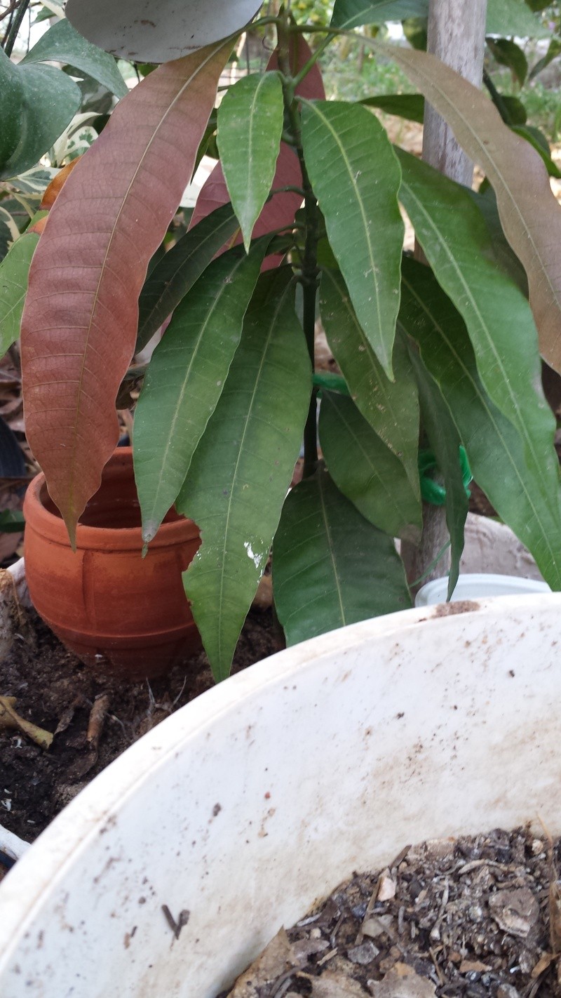 Plantation de manguier? feuilles fanée ? 20150715