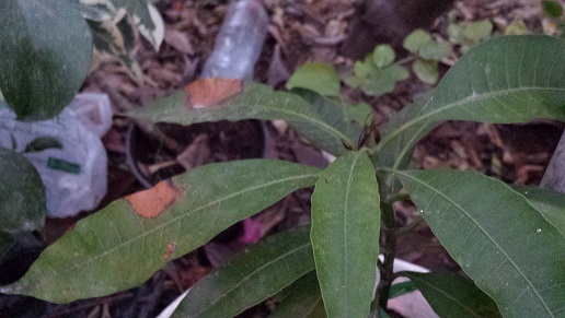 Plantation de manguier? feuilles fanée ? 2_310