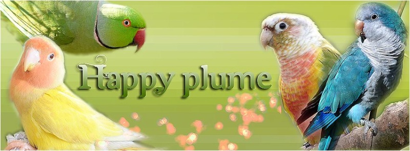 Happy'Plume Banniy10