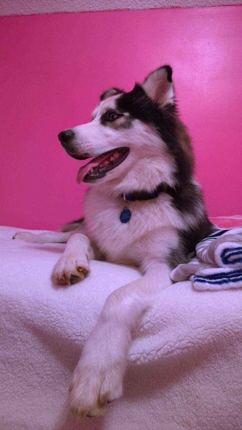 Loki's Scrapbook! Wp_20158