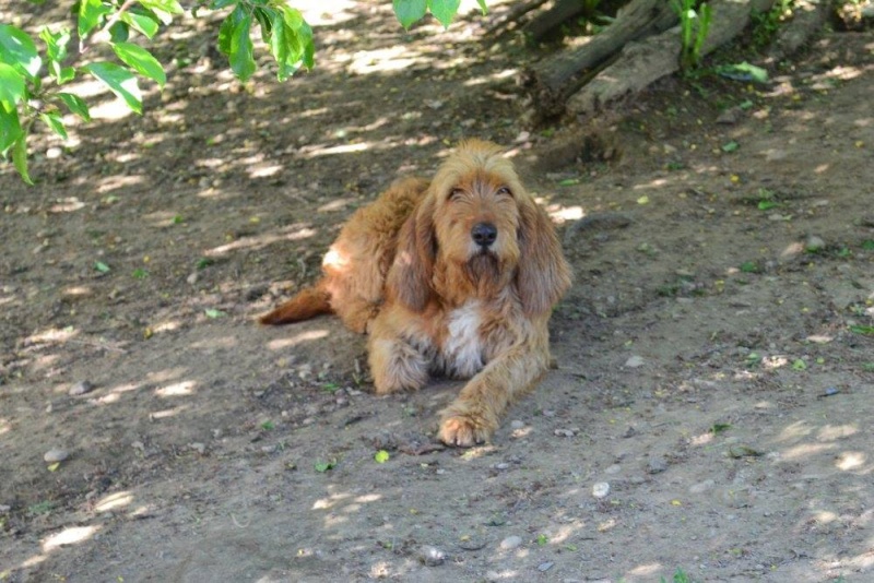 GYPSIE, femelle fauve de bretagne de 4 ans Gypsie11