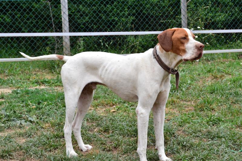 MIKE -  pointer 2 ans - asso Liberte sans frontiere (38) Mike110