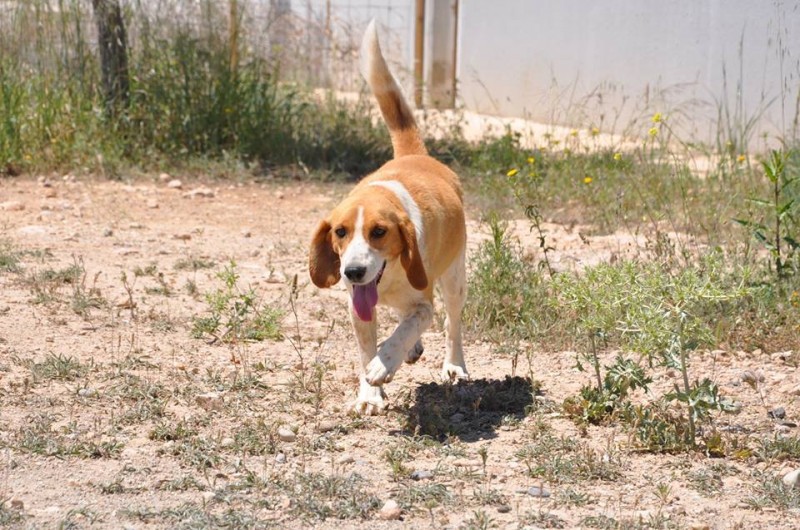 PRUNA, femelle type beagle de 2 ans Pruna10