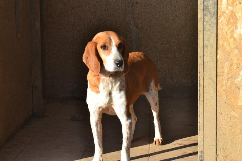 PRUNA, femelle type beagle de 2 ans Pruna11