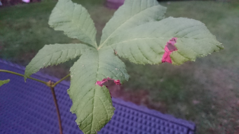 New to Bonsai, new to this group - Growing from a cutting Dsc_0011