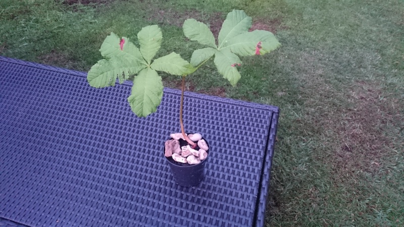 New to Bonsai, new to this group - Growing from a cutting Dsc_0012