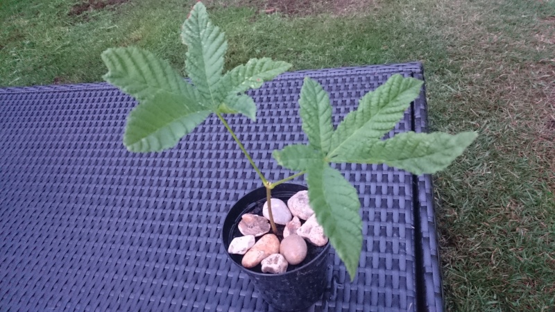 New to Bonsai, new to this group - Growing from a cutting Dsc_0013