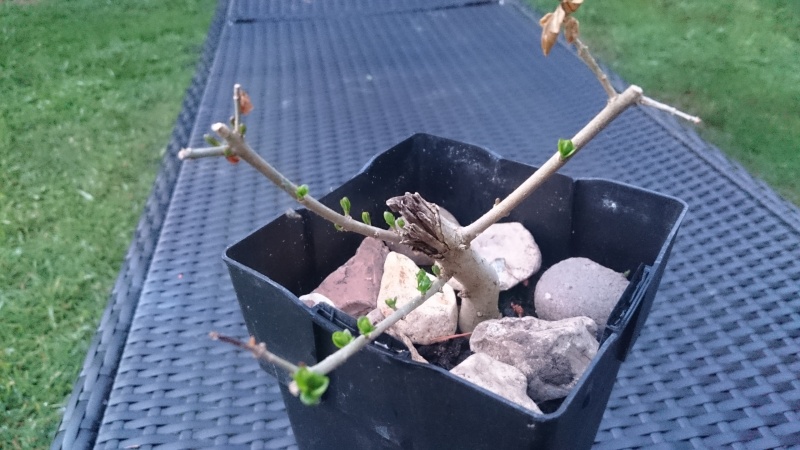 New to Bonsai, new to this group - Growing from a cutting Dsc_0112