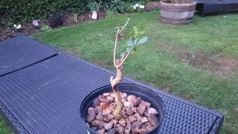 New to Bonsai, new to this group - Growing from a cutting Dsc_0113