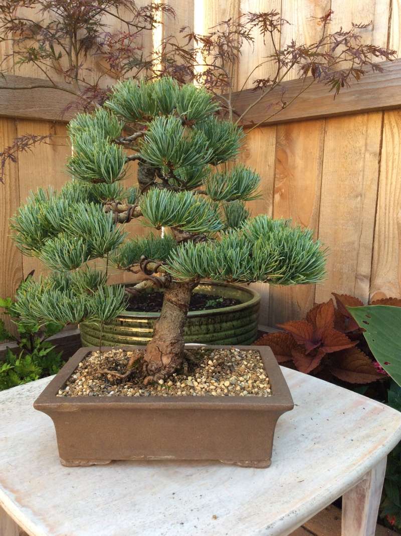 Two new little trees