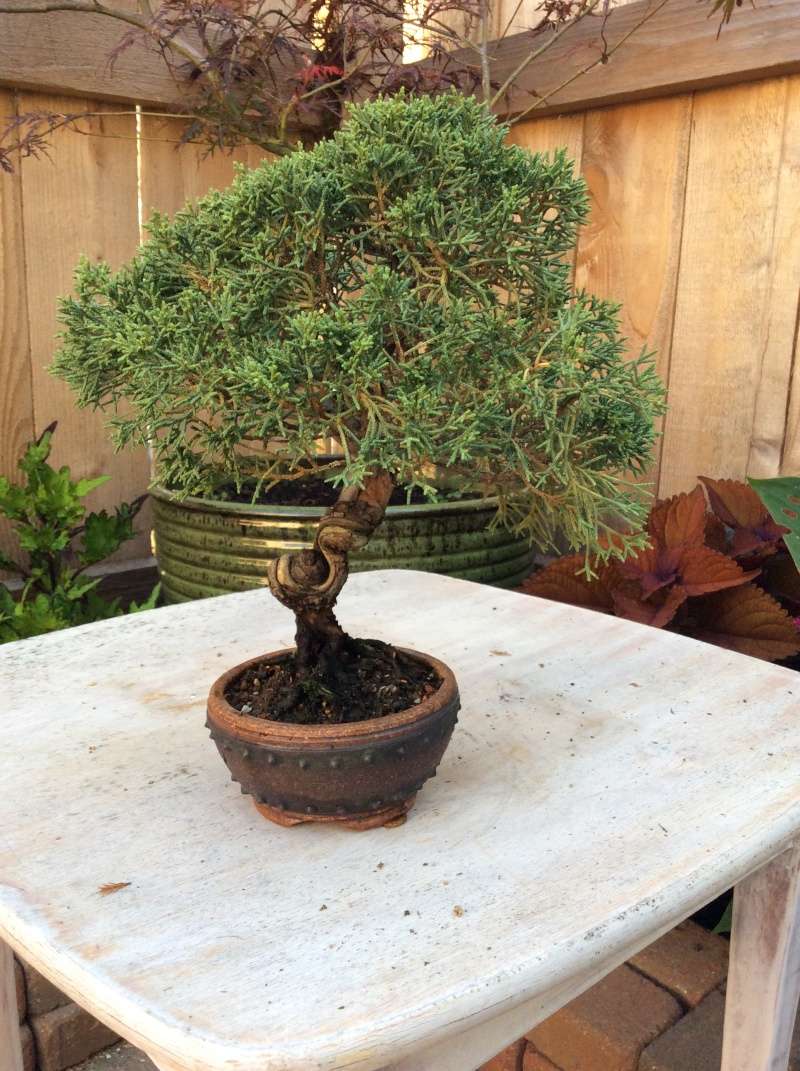 Two new little trees