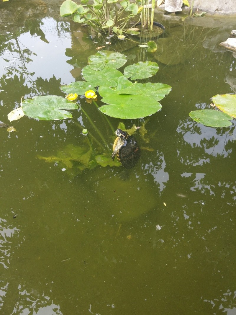 hibernation tortue de floride  20150620