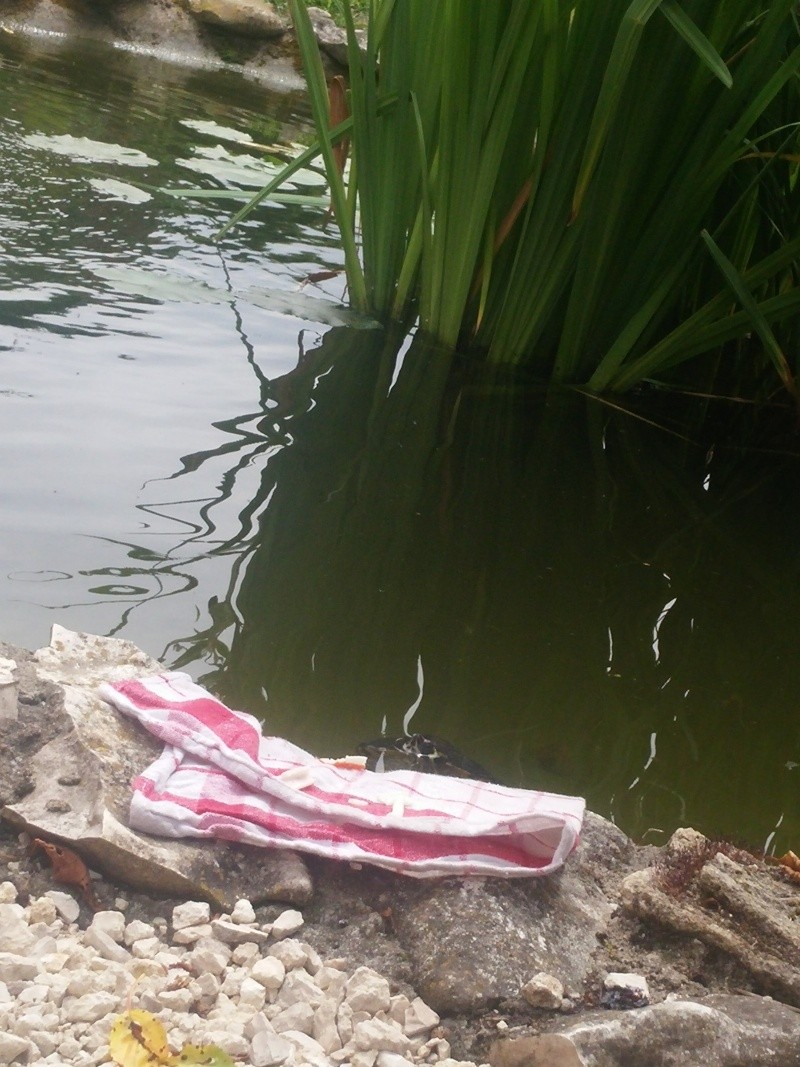 hibernation tortue de floride 20150623