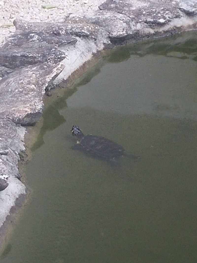 hibernation tortue de floride 20150624