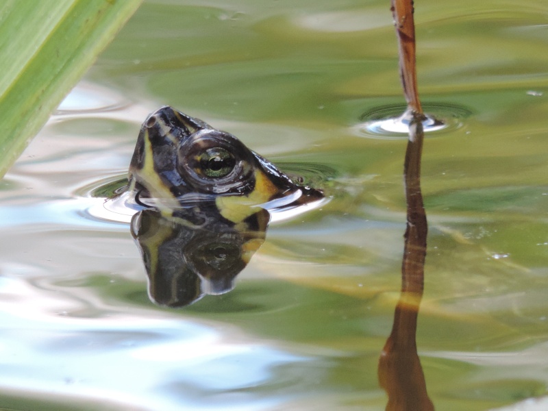 conseils pour Trachemys Scripta scripta en bassin exterieur Dscn0510