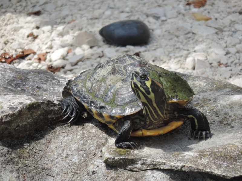 Identification Tortue de floride Dscn0611