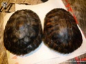 hibernation tortue de floride  54e5e511