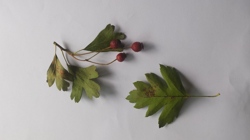 arbre à identifier 20150813