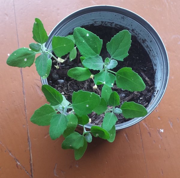 plante à identifier [Chenopodium album] Plante10