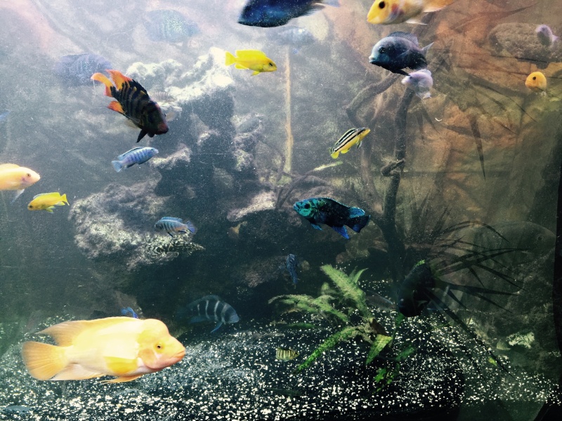 Décoration d'un bac 800l cyclidees Aqua-j11