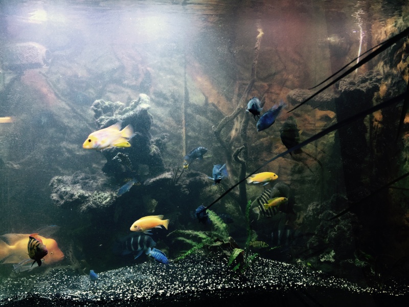 Décoration d'un bac 800l cyclidees Aqua-j12